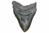 Serrated, Fossil Megalodon Tooth - North Carolina #347115-1